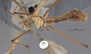 Media type: image;   Entomology 10317 Aspect: habitus dorsal view